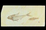 Diplomystus With Knightia Fossil Fish - Green River Formation #130218-1